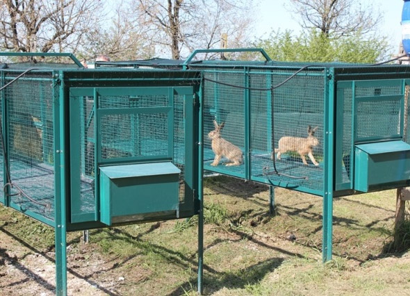 Allevamento in gabbia